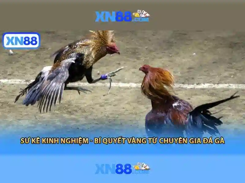 xn88: Khám phá nền tảng cá cược trực tuyến đáng tin cậy