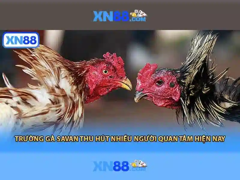 Hệ thống phát trực tiếp đá gà sắc nét full HD không giật lag