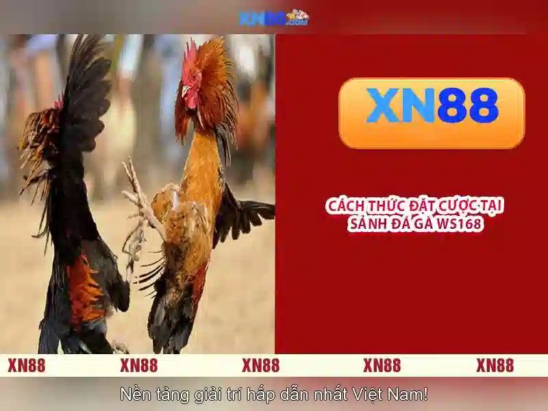 xn88 là gì và tại sao nó thu hút người dùng