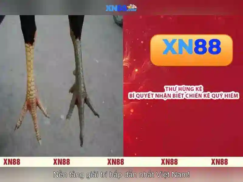 xn88 là gì và những điều cần biết